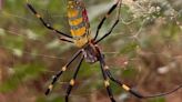 Araña voladora Joro: qué tan peligrosa es la especie invasora de EU