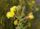 Oenothera biennis