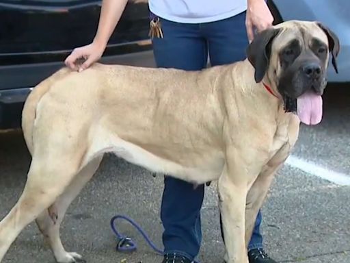 Dog Rescued After Being Abandoned and Tied to a Pole with a Note Alongside Highway: ‘See That She Gets Good Care’