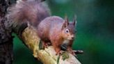 Secret to why grey squirrels outcompete reds may lie in gut bacteria – study