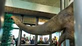 Ruth is a thinker; Emily snores. Meet the longtime elephant ‘roommates’ at New Bedford zoo. - The Boston Globe