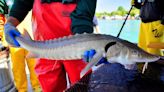 U.S. Fish and Wildlife keeps lake sturgeon off endangered list