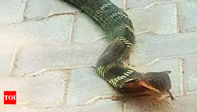 First-Ever King Cobra Sighted in Chanakyapuri, Delhi | Delhi News - Times of India