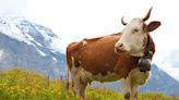 Transplants in a small Swiss village complained clanging cowbells kept them up all night. Locals sided with the cows.