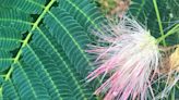 Fragrant pink flowers make mimosa tree memorable| Mystery Plant