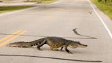 Tampa Alligator Chills Under Air Force Plane and Has Zero Interest in Moving