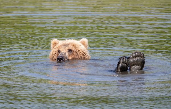 Bear Decides to Join Tourists for a Swim at Busy South Lake Tahoe Beach