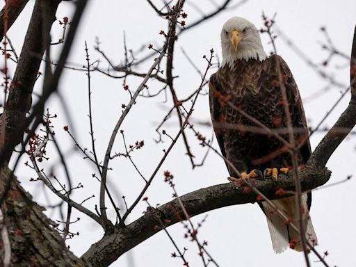 Biden restablece la protección de especies en peligro de extinción anulada por Trump