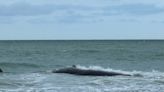 70-foot beached whale stranded off of Venice coast