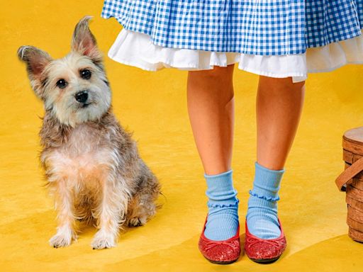 The Wizard of Oz to have four-weekend run at San Antonio's San Pedro Playhouse
