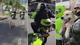Perro persiguió a policías en moto y uniformados terminaron adoptándolo; iba muy feliz