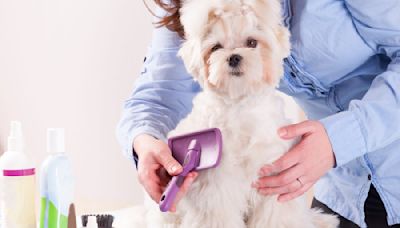 6 Mistakes First Timers Make When Grooming Their Own Pets