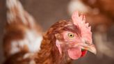 網傳「白肉雞打生長激素」恐致性早熟？營養師破解「5大迷思」
