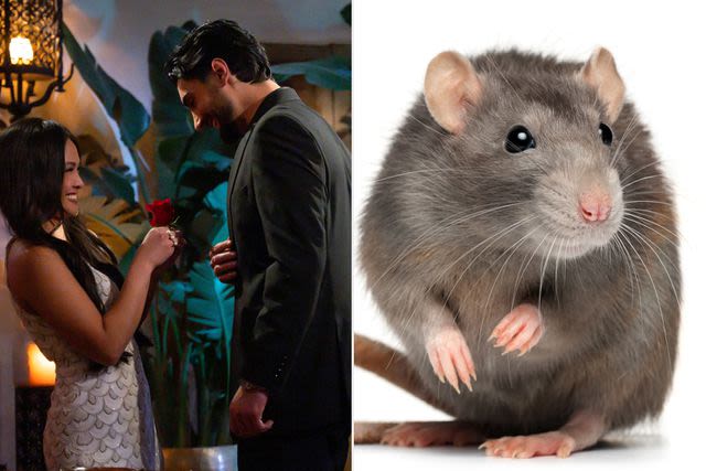 “Bachelorette” producers react to fans spotting 2 rats running through scene: 'Everyone deserves to find love!'