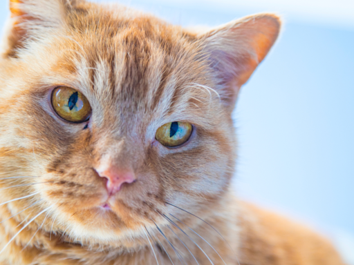 Orange Cats Eats Up Mama’s Words as She Goes Over His Daily Affirmations