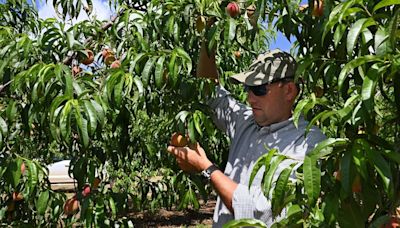 Get your Georgia peach fix: A ‘bumper’ crop is on the way