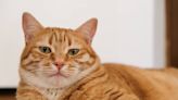 TikToker Starts Fun Series Handing 'Real-Life Garfield' Cat Random Objects