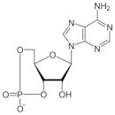 Cyclic adenosine monophosphate