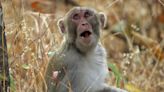 Facially expressive monkeys make better leaders, study suggests