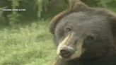 First bear sightings of the year reported in southern Arizona