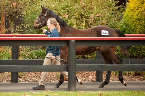 Numbers Down, Quality Up at NZB National Weanling Sale