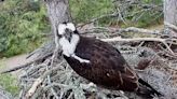 Osprey pair swoops into old nest on Hilton Head that was once home to well-known eagles