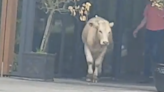 Cow ushered out of Leitrim nursing home after venturing into small care centre