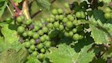 How are Belgian vineyards adapting to climate change?