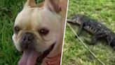 Florida woman saves pet dog from alligator attack: 'It’s killing her'