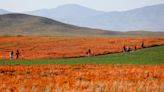 Wildflower ‘super-blooms’ blanket California after winter of historic downpours