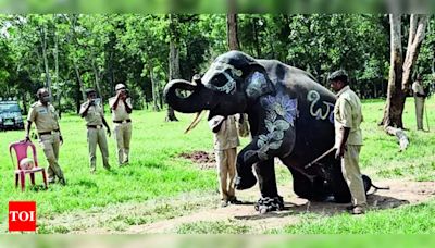 Elephants to be relocated from K Gudi camp to Budipadaga | Mysuru News - Times of India