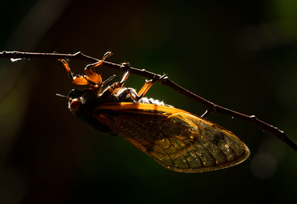 What to know about the historic cicada emergence in Chicago and Illinois