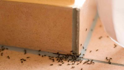 How to Get Rid of Ants in Your Bathroom This Fall in 3 Simple Steps