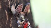 Can you eat a spotted lanternfly?