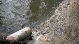 All wastewater companies in England and Wales face Ofwat investigation over sewage spills