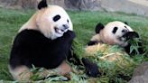 Jin Xi y Zhu Yu, los dos pandas que China enviará a España