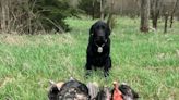 Charges pending for Kansas turkey poacher after K-9 finds illegal ammo