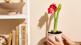 Calling All Brown Thumbs: Even You Can Grow This Ultra-Easy Houseplant