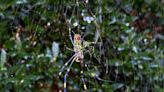 Venomous flying spiders are headed to the Northeast — but what about Mass.?