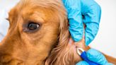 Map reveals 32 states where dog owners warned of common tick-borne disease