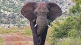 Tourist Trampled to Death by Elephant in South Africa While Taking Photos at National Park