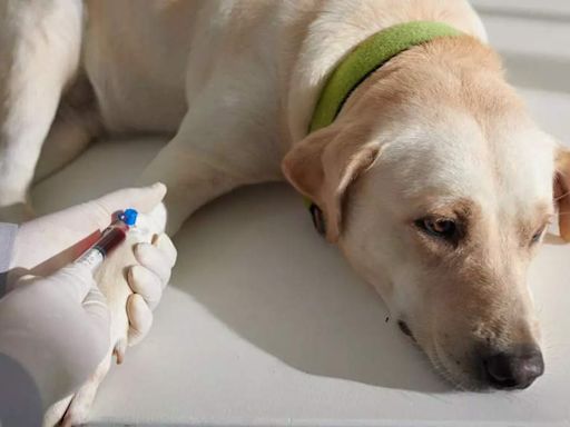 Meet the ‘Pet’ superheroes: Animals saving lives through blood donation | - Times of India
