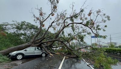 台南間歇雨勢 新市台1線鳳凰木傾倒壓2車