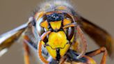 Public told to report Asian hornet sightings amid warning of surge in invasive species