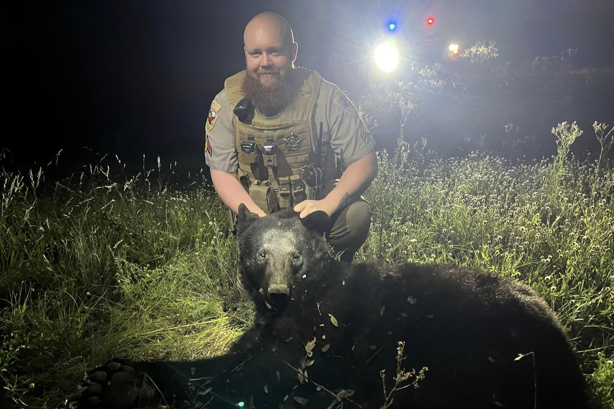 Rare Texas black bear killed after getting hit by truck