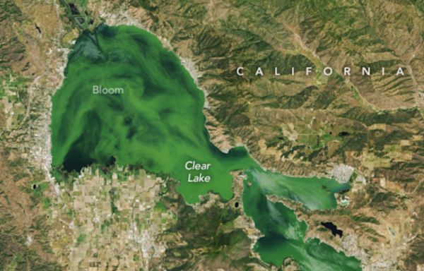 California's Clear Lake turned cloudy green in NASA image