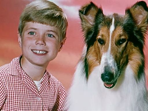 Lassie, la Collie que cautivó a los amantes de los perros a través de películas y series de televisión