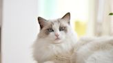 Funny Ragdoll Cat 'Screams' for Her Dinner Like the Queen She Is