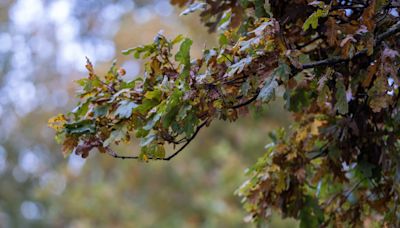 Noticing strange, itchy mite bites? It might be from the 2024 cicada emergence