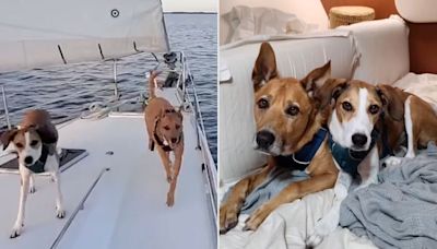 Couple Goes Viral Living on Boat with Two Dogs. What Happens When Pups Have to Go to the Bathroom? (Exclusive)